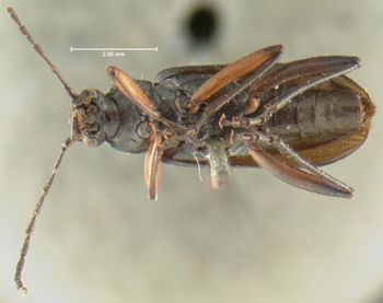 Media type: image;   Entomology 4721 Aspect: habitus ventral view